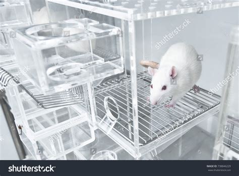 Rat cage lab Images, Stock Photos & Vectors | Shutterstock