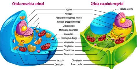 Celula Eucariota Animal Y Vegetal - SEONegativo.com