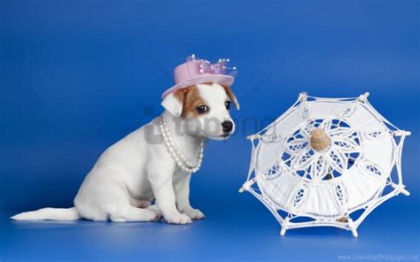 Dog Hat Necklace Puppy Umbrella Wallpaper Background Best Stock Photos ...