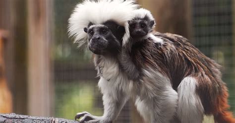 Adorable Cotton-top Tamarin Babies Born, Bolstering One of Most Endangered Primate Species (LOOK)