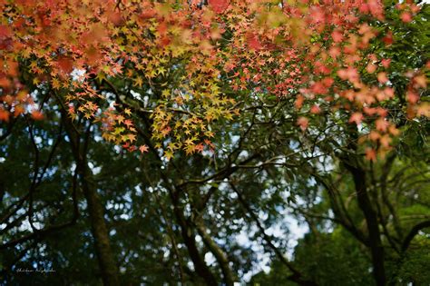 AUTUMN LEAVES on Behance