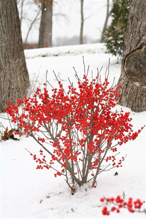 Look at this beautiful winterberry shrub contrasting against the snow ...