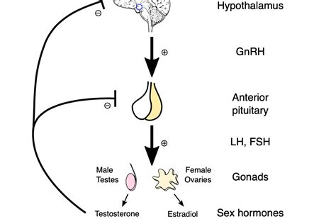 Puberty Hormonal Changes - Medical Exam Prep