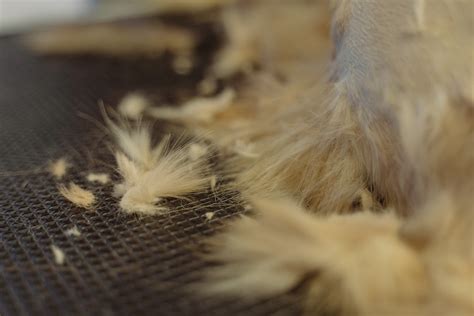 6 Ways to Reduce Your Cat’s Shedding - JOJO Pets