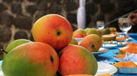 Sampai Bikin Jepang Kesengsem, Ini Uniknya Mangga Gedong Gincu Asli ...