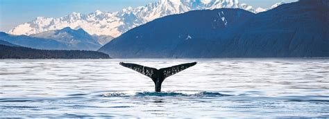 Navigating Alaska's Inside Passage Guide | Holland America