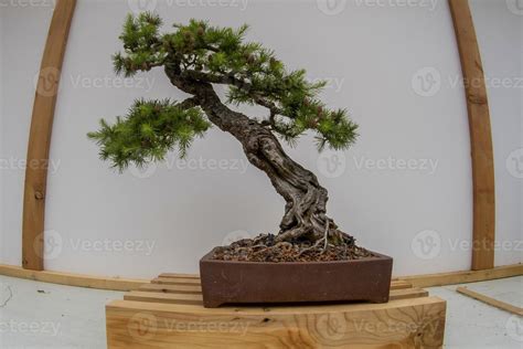 bonsai miniature tree nature art 12009274 Stock Photo at Vecteezy