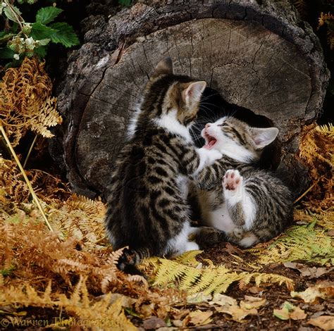 Kittens playing by a log photo WP18151