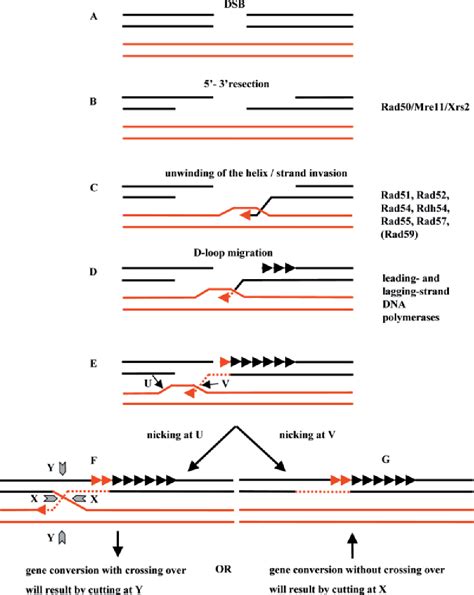 DNA Double-Strand Break Repair by Homologous Recombination | Semantic ...