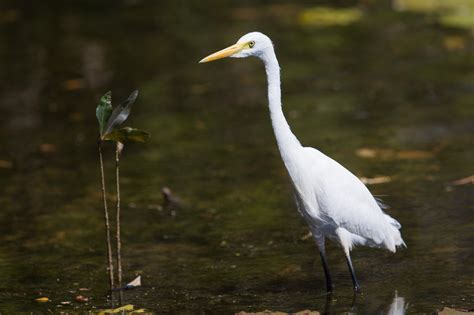 Ardeidae Herons - Adelaide Ornithologists' Club