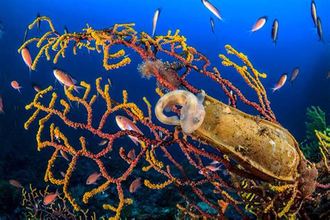 Mountains Hidden in the Deep Sea are Biological Hot Spots. Will Mining ...