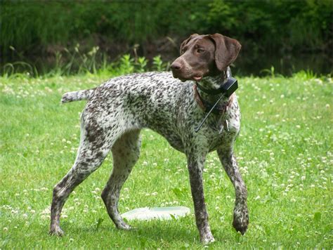 Ariege Pointer – Dog Breed Information and Pictures | Livelife