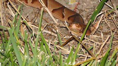 we saw that...: juvenile louisiana copperhead snake....2015©