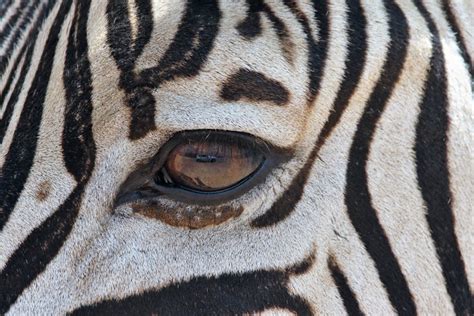 Zebra's Eye · Free Stock Photo