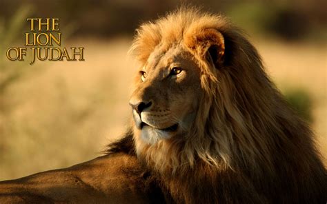 Lion Of The Tribe Of Judah Wallpapers - Wallpaper Cave