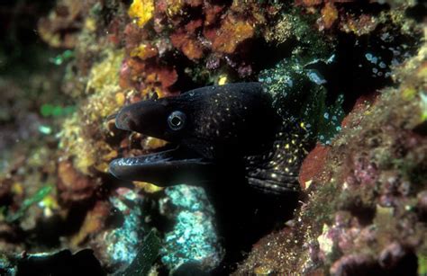 Marbled moray - Muraena helena - Linnaeus, 1758