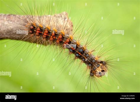 Moth Larvae Caterpillar