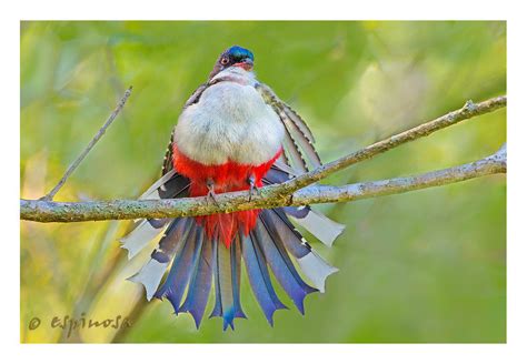 EL TOCORORO: Blue, White and Red, the National Bird of Cuba. PHOTOS. | The History, Culture and ...