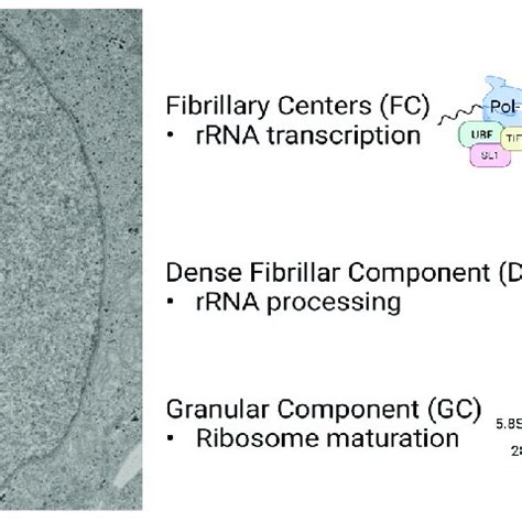 The nucleolus contains three distinct compartments responsible for ...