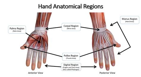 Armonía Arqueología Ocultación region digital anatomia foso Marinero Declaración