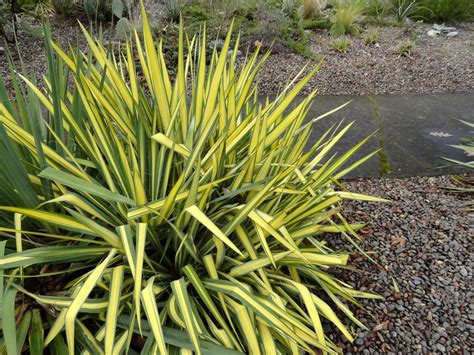 danger garden: Another Yucca filamentosa is my favorite plant in the garden this week…