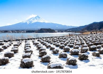 149 Oishi Park Winter Images, Stock Photos & Vectors | Shutterstock