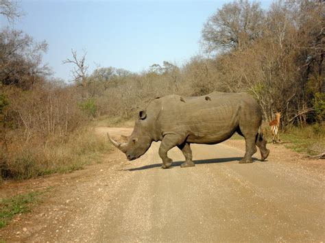 How to Plan a Self-Drive Safari in Kruger National Park | Anna Everywhere