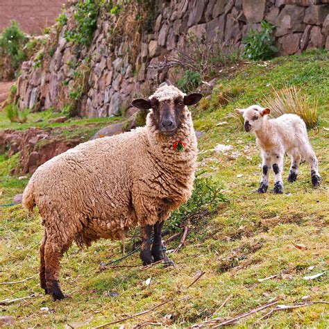 Photography | Animals in Peru