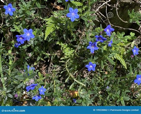 Photo of the Flower of Glandora Prostrata Shrubby Gromwell Creeping Gromwell or Purple Gromwell ...