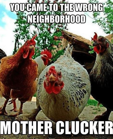 Funny Chicken Memes