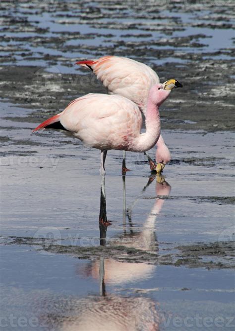 Wild flamingos in a lake in Salar de Uyuni, Bolivia 8367346 Stock Photo ...