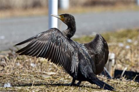 Cormorant Bird - Interesting Facts And Pictures - Birds Fact