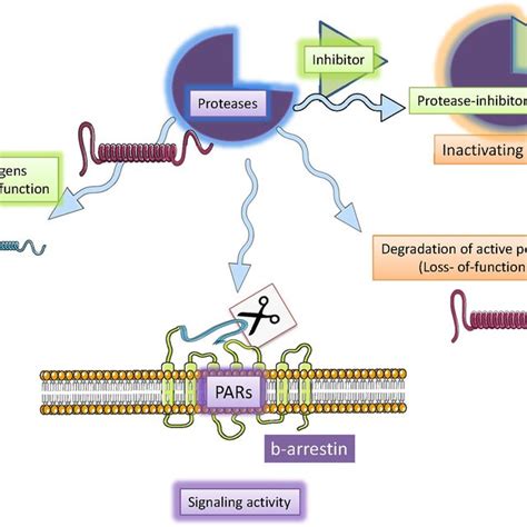 | Serine proteases mechanisms of action. Serine proteases are a ...