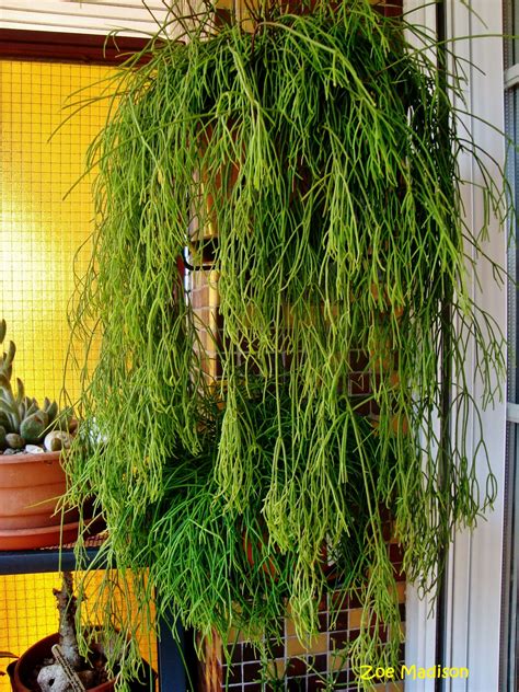 Ripsalis cassutha | Hanging plants, Garden plant ideas, Succulents