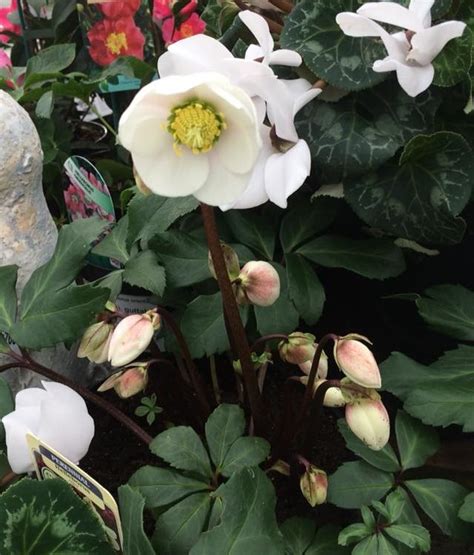 Helleborus niger Christmas Carol - Woodfields Nursery