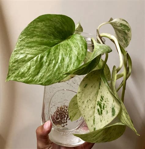 Variegated Pothos : houseplants