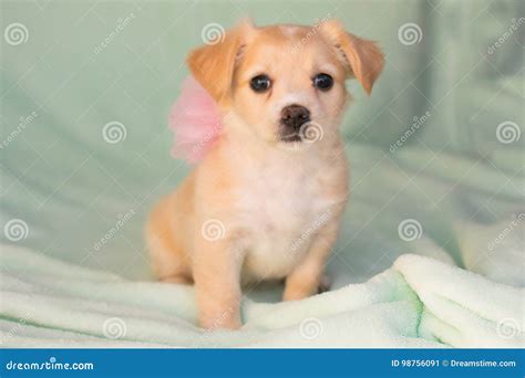 Chihuahua Terrier Mix Puppy Stock Image - Image of grey, puppy: 98756091