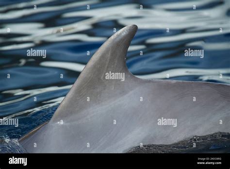 Atlantic bottlenose dolphin (Tursiops truncatus), dorsal fin (fin ...