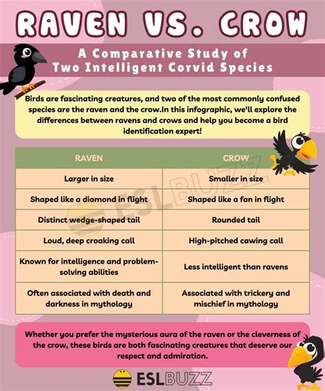 Raven vs. Crow: Differences in Appearance, Behavior, and Symbolism - ESLBUZZ