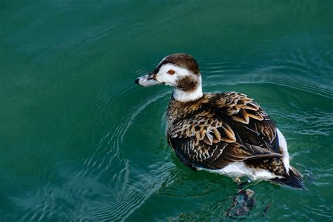 Female Long-tailed Duck Photograph by J R Sanders