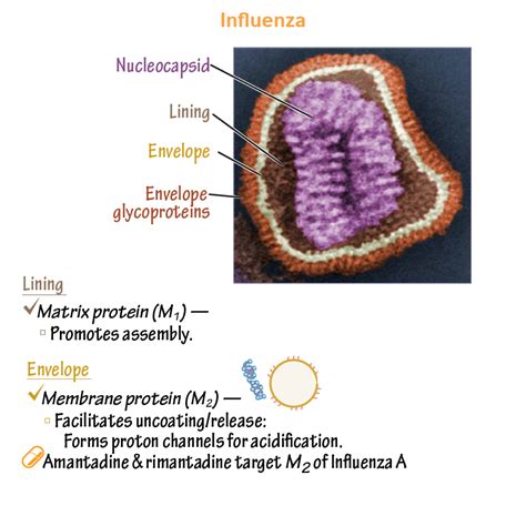 Immunology/Microbiology Glossary: Influenza (Orthomyxovirus) | Draw It ...