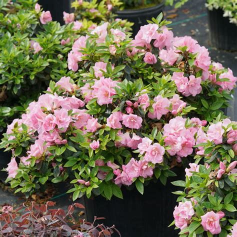 New 2020 Shrubs (13 of the Best New Shrubs For 2020) | Shade loving shrubs, Flowering bushes ...