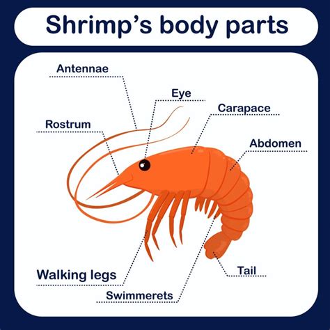 Are Shrimps or Lobsters Insects? (+ Interesting Facts)