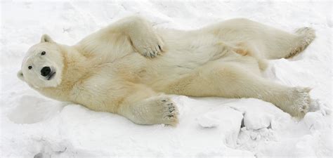 “New” Greenland Polar Bears Found