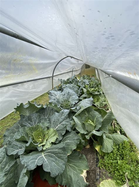 How to Grow Cabbage - Garden Savvy