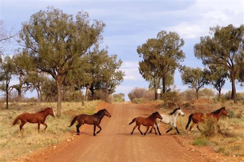 Brumbies...wild horses | Brumby horse, Wild horses, Island horse