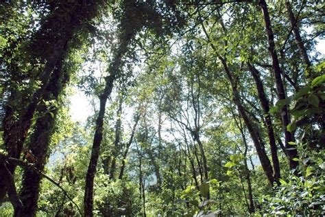 Tentang Hutan Kalimantan | PROFAUNA