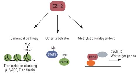 Various functions of EZH2 in human cancer. EZH2 silences multiple tumor ...