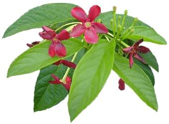 Niyog-Niyogan (Quisqualis Indica L.) Herbal Medicine