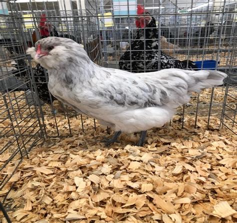 Types of Chickens: Ameraucana Breed